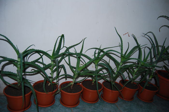 Aloe 3 ani-80 lei buc., - Aloe Vera