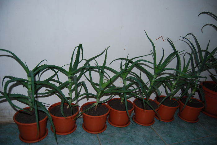 Aloe 3 ani-80 lei buc. - Aloe Vera