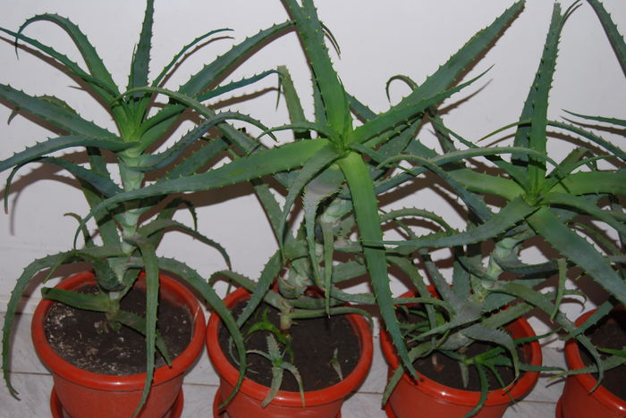 Aloe 5 ani-300 lei buc.4