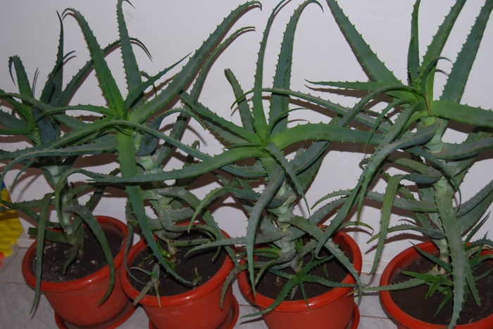 Aloe 5 ani-300 lei buc.5