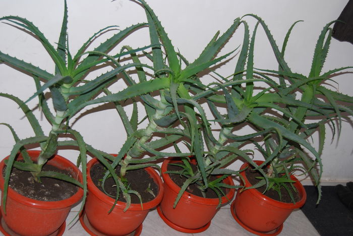 Aloe 5 ani-300 lei buc.6