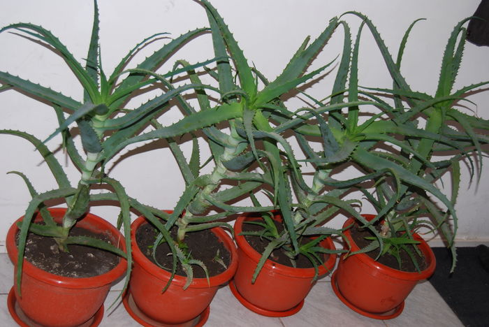Aloe 5 ani-300 lei buc.7