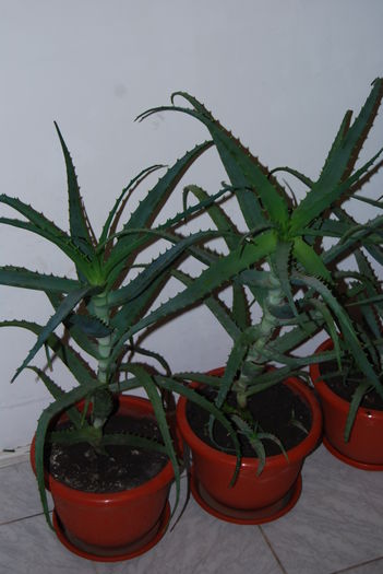 Aloe 5 ani-300 lei buc.8