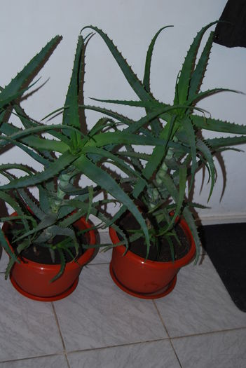 Aloe 5 ani-300 lei buc.9