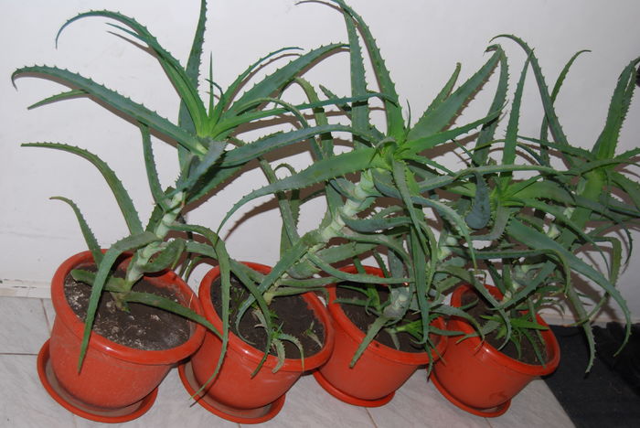 Aloe 5 ani-300 lei buc.10