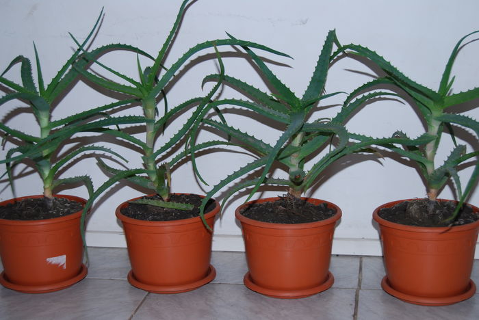 Aloe 3 ani-80 lei buc. (2)