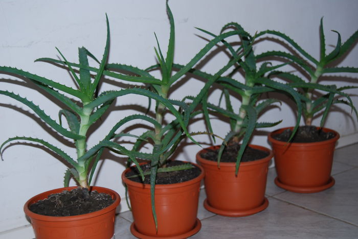 Aloe 3 ani-80 lei buc. (3)