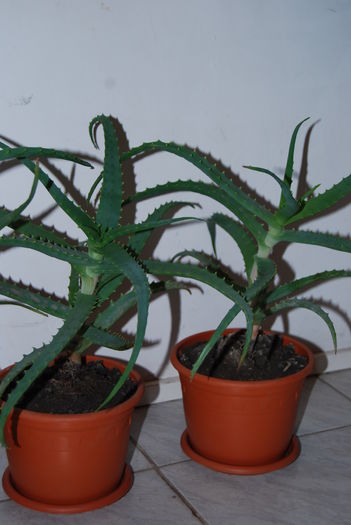 Aloe 3 ani-80 lei buc. (4)