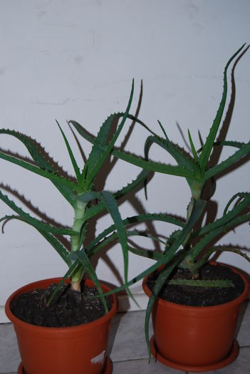 Aloe 3 ani-80 lei buc. (5)