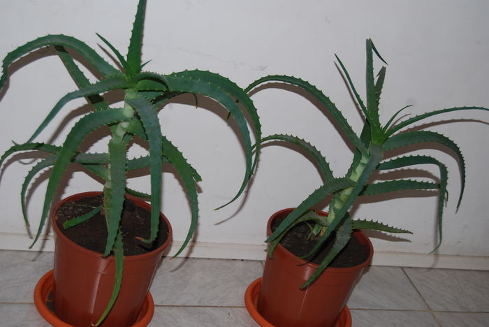 Aloe 4 ani-150 lei buc.