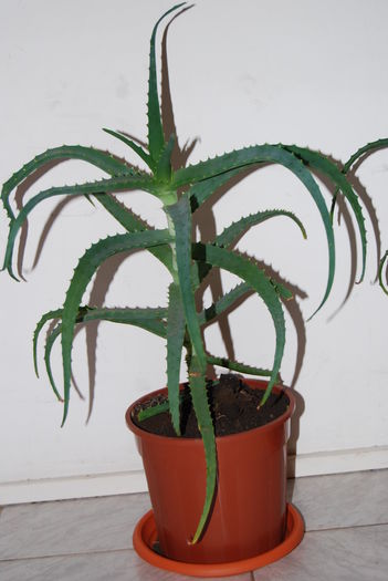 Aloe 4 ani-150 lei.