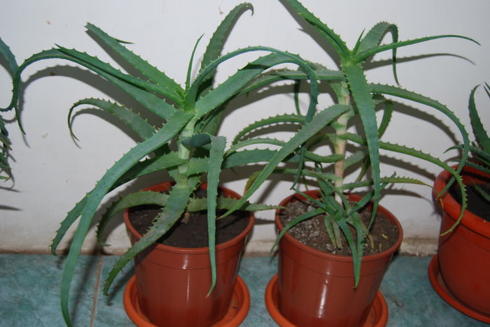 Al 4 ani-150 lei buc.