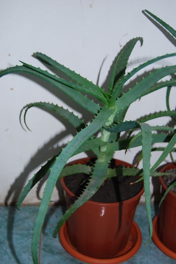 Aloe 4 ani-150 lei (2)