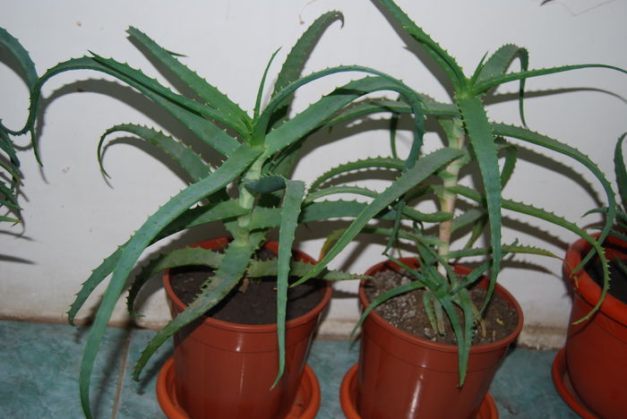 Aloe 4 ani-150 lei buc