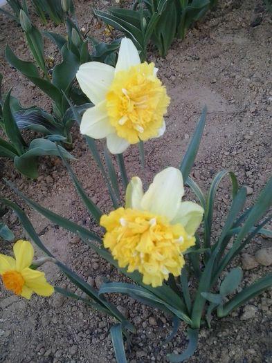 20160404_191941