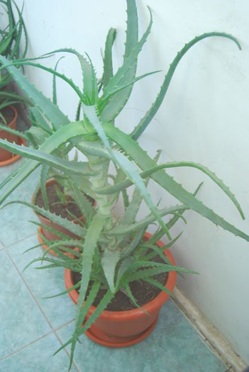 Aloe Vera
