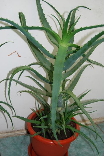 Aloe Vera