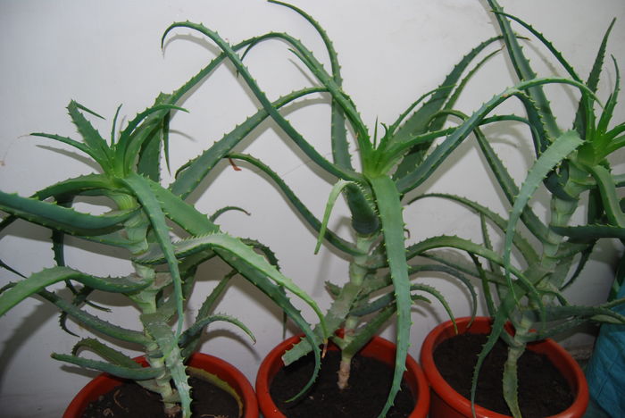 Aloe 5 ani- 250&300 lei buc