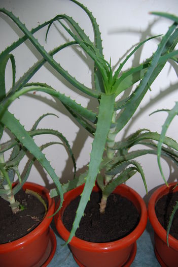 Aloe 5 ani-250 lei buc