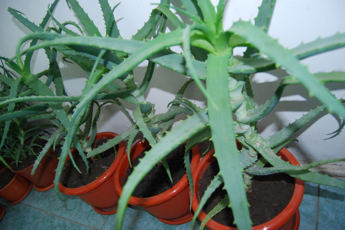 Aloe 5 ani-300 lei buc,.