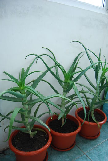 Aloe 5 ani-300 lei buc..