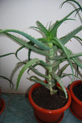 Aloe 5 ani-300 lei buc