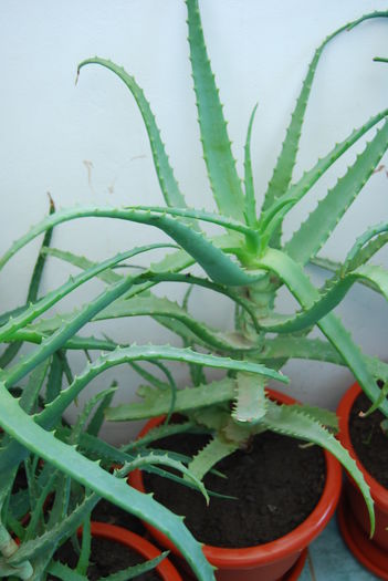 Aloe 5 ani-300 lei buc,.