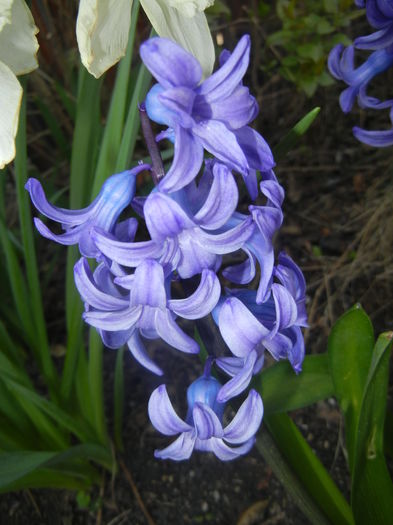 Hyacinth Delft Blue (2016, March 30)