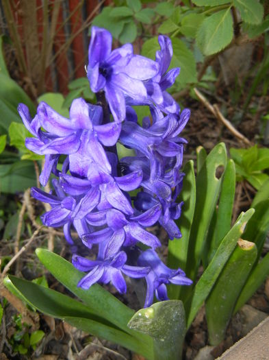 Hyacinth Peter Stuyvesant (2016, Mar.30)