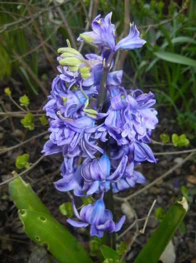 Hyacinth Isabelle (2016, March 30)