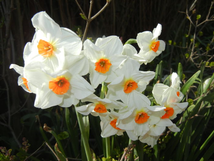 Narcissus Geranium (2016, March 30) - Narcissus Geranium