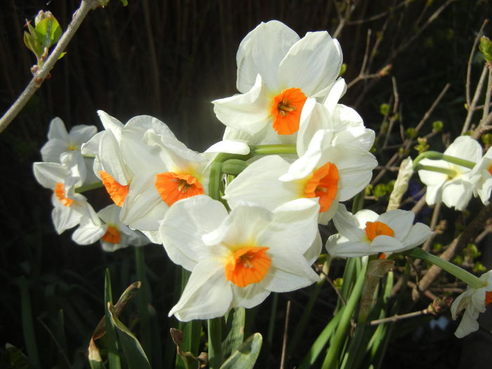 Narcissus Geranium (2016, March 30)