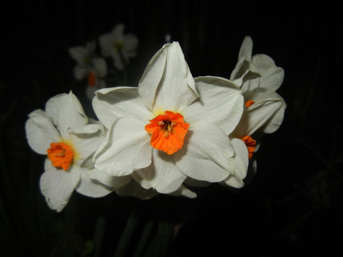 Narcissus Geranium (2016, March 31)