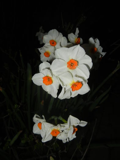 Narcissus Geranium (2016, March 31) - Narcissus Geranium