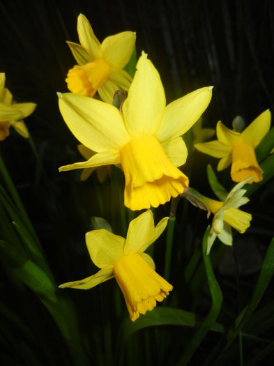 Narcissus Tete-a-Tete (2016, March 30) - Narcissus Tete-a-Tete