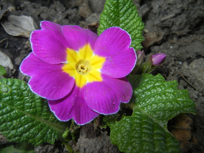 Violet Primula (2016, March 30) - PRIMULA Acaulis