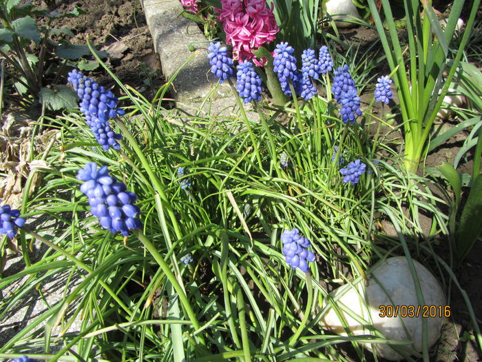 Muscari - Flori de gradina-2016-Primavara
