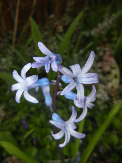 Hyacinth multiflora Blue (2016, March 30) - Hyacinth multiflora Blue