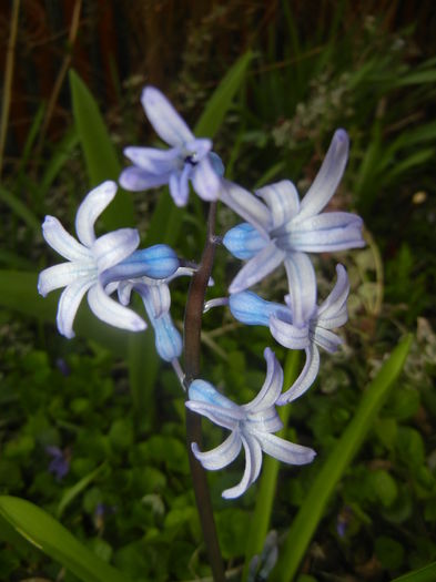 Hyacinth multiflora Blue (2016, March 30)