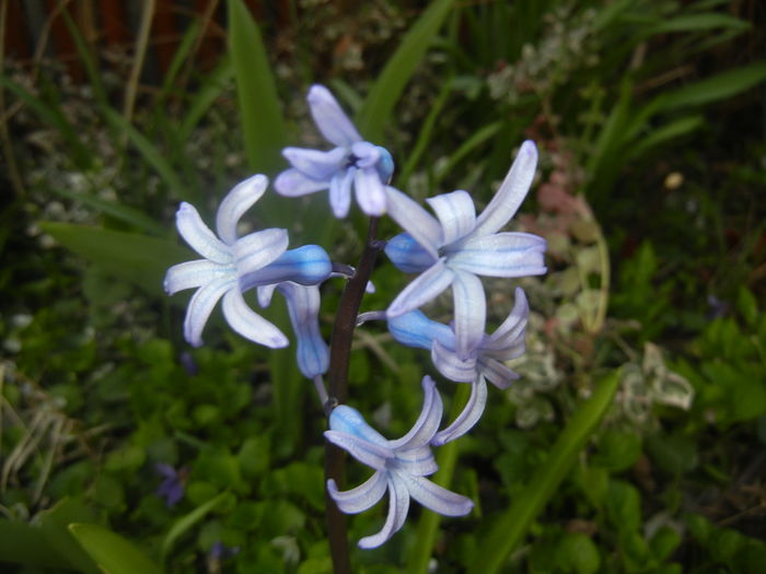 Hyacinth multiflora Blue (2016, March 30) - Hyacinth multiflora Blue