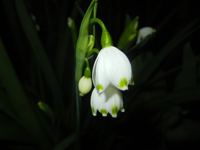 Leucojum aestivum (2016, March 31)