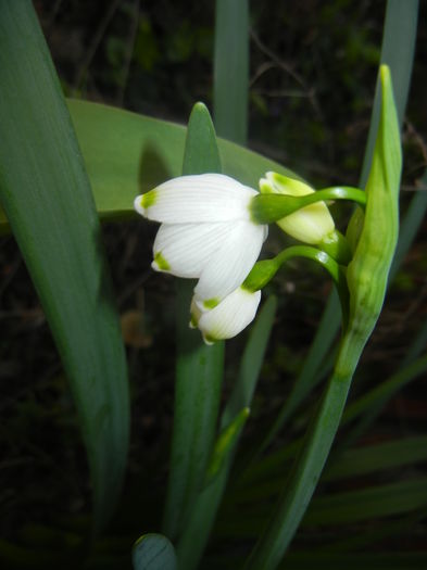 Leucojum aestivum (2016, March 31) - GHIOCEI_Leucojum aestivum