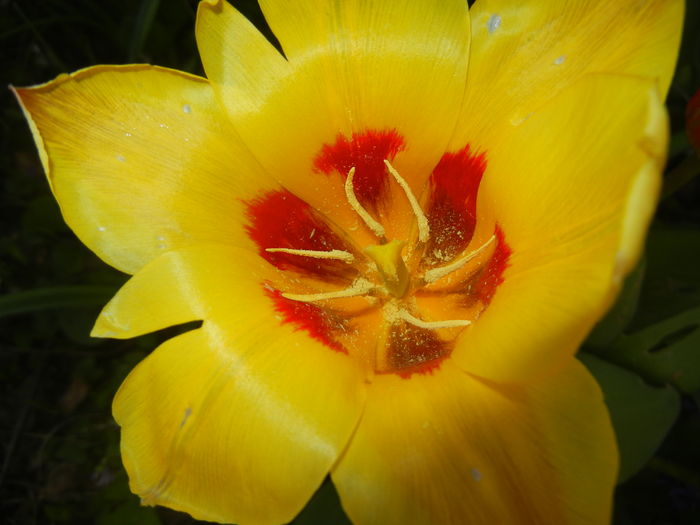 Tulipa Stresa (2016, March 30) - Tulipa Stresa