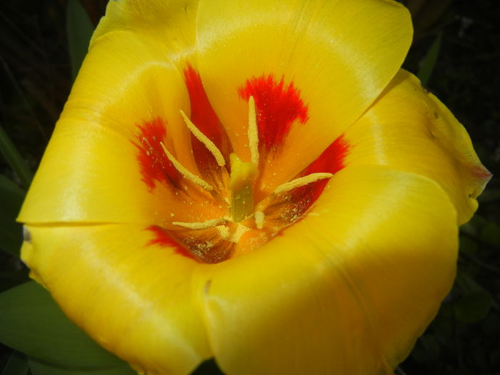 Tulipa Stresa (2016, March 30) - Tulipa Stresa