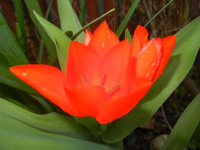 Tulipa Praestans Fusilier (2016, Mar.30)