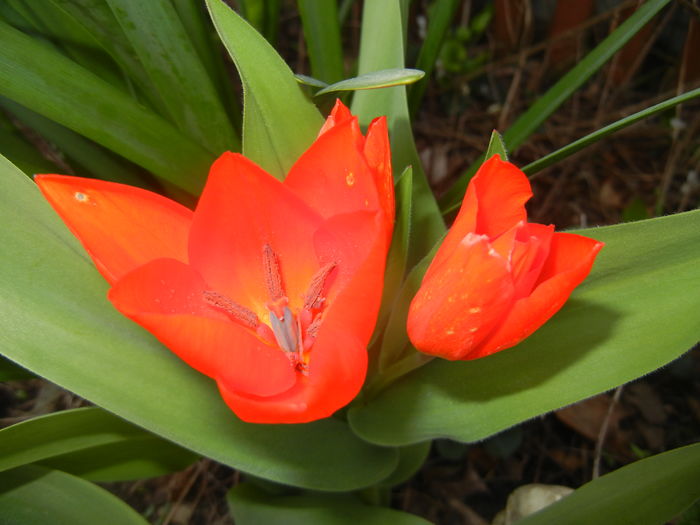 Tulipa Praestans Fusilier (2016, Mar.30)