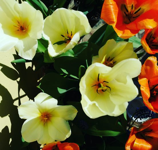 Purissima si Orange Emperor