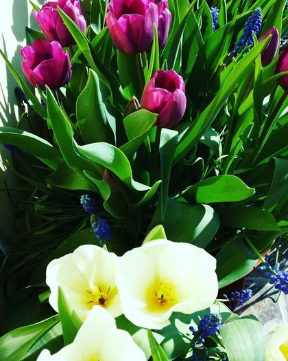 Purissima si Purple Prince