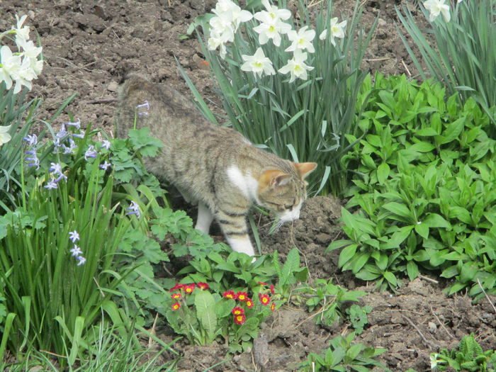 IMG_1787 - La tara in aprilie 2016