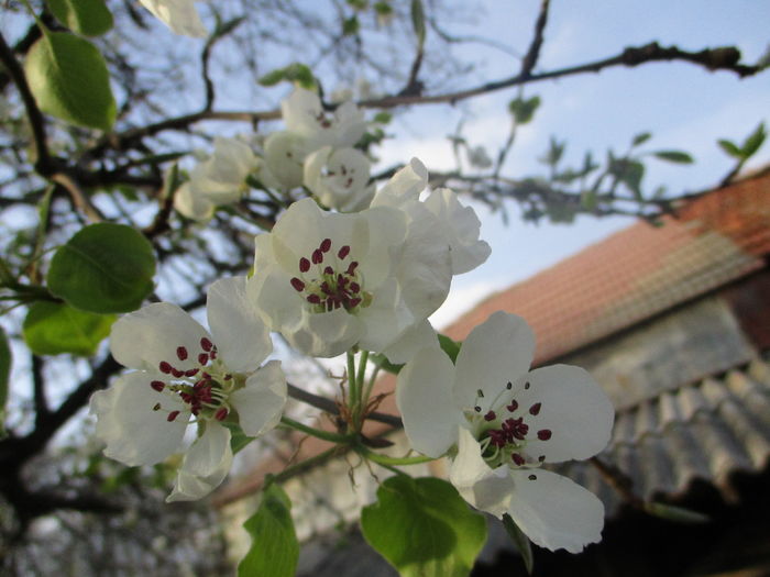 IMG_1827 - La tara in aprilie 2016